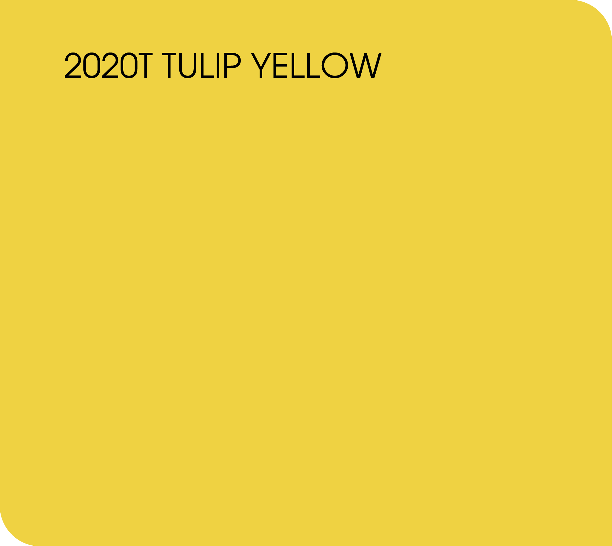 Tulip yellow