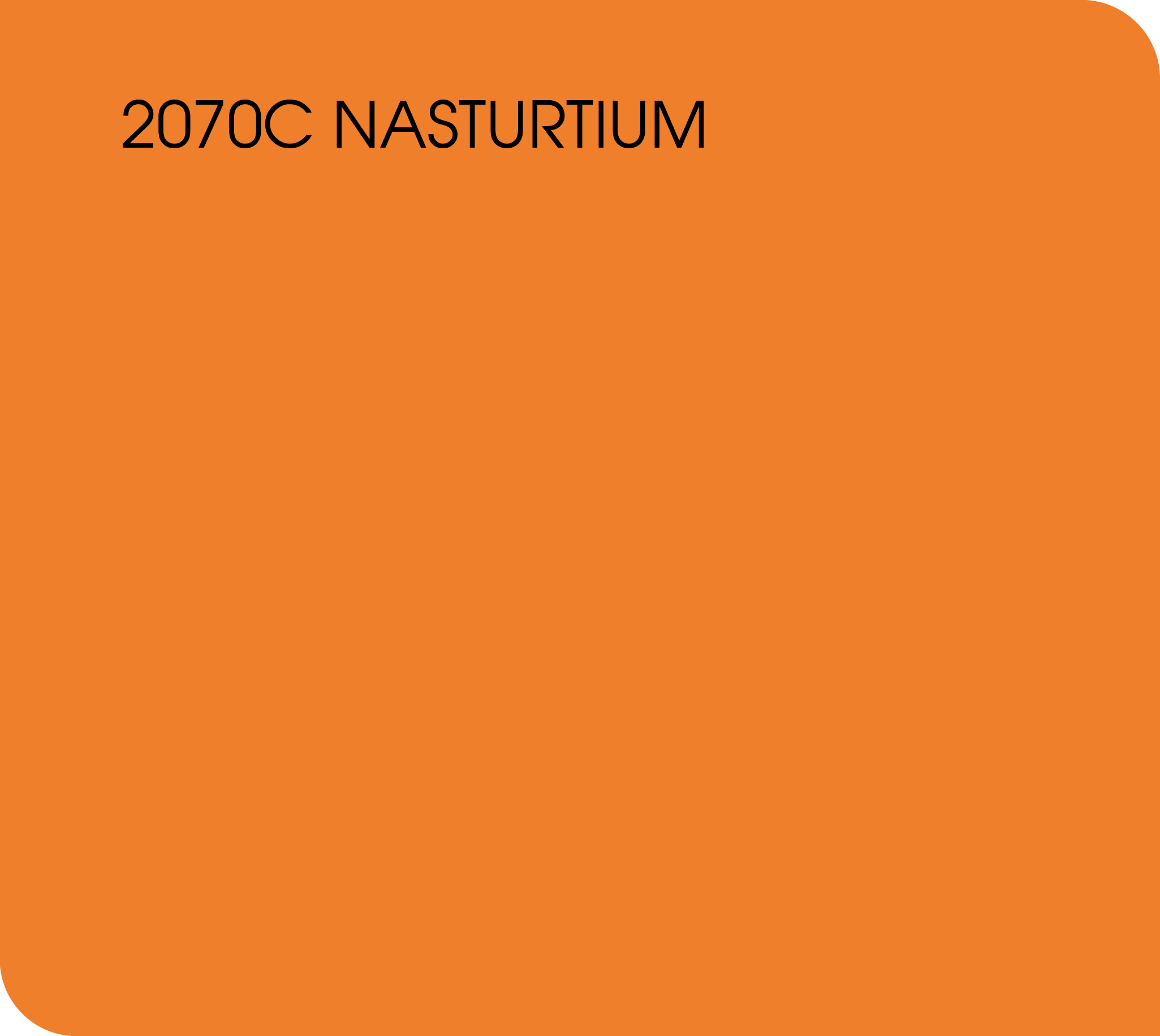 nasturtium 2070C